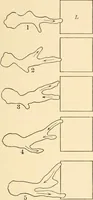 An illustration from Light and the behavior of organisms (1911)