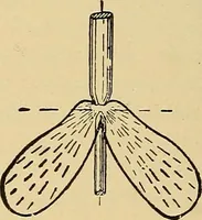 An illustration from Light energy, its physics, physiological action and therapeutic applications (1904)