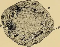 An illustration from Light energy, its physics, physiological action and therapeutic applications (1904)