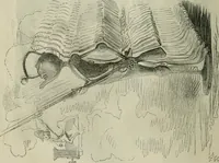 An illustration from Light from the lantern of Diogenes (1855)