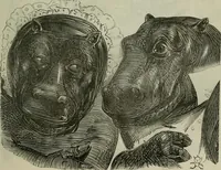An illustration from Light from the lantern of Diogenes (1855)