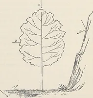 An illustration from Light in relation to tree growth (1911)