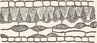 An illustration from Light in relation to tree growth (1911)