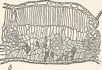An illustration from Light in relation to tree growth (1911)