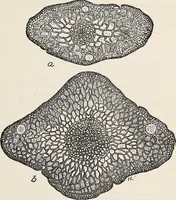 An illustration from Light in relation to tree growth (1911)