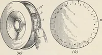 An illustration from Light in relation to tree growth (1911)
