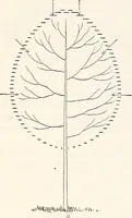 An illustration from Light in relation to tree growth (1911)