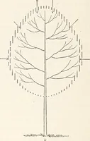 An illustration from Light in relation to tree growth (1911)