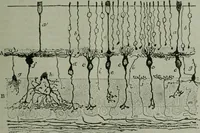 An illustration from Light and lighting (1908)