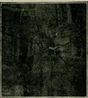 An illustration from Light and lighting (1908)