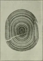An illustration from Light and lighting (1908)