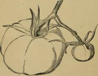 An illustration from Light and shade with chapters on charcoal, pencil, and brush drawing : a manual for teachers and students (1901)