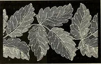 An illustration from L'Industrie des tulles & dentelles mécaniques dans Le Pas-de-Calais, 1815-1900 (1900)
