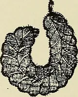 An illustration from L'Industrie des tulles & dentelles mécaniques dans Le Pas-de-Calais, 1815-1900 (1900)