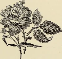 An illustration from L'Industrie des tulles & dentelles mécaniques dans Le Pas-de-Calais, 1815-1900 (1900)