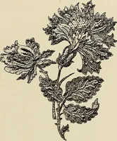 An illustration from L'Industrie des tulles & dentelles mécaniques dans Le Pas-de-Calais, 1815-1900 (1900)
