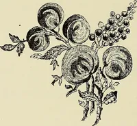 An illustration from L'Industrie des tulles & dentelles mécaniques dans Le Pas-de-Calais, 1815-1900 (1900)