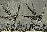 An illustration from L'Industrie des tulles & dentelles mécaniques dans Le Pas-de-Calais, 1815-1900 (1900)