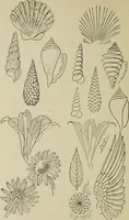 An illustration from Line & form (1902)