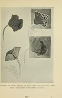An illustration from Line & form (1902)