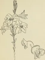 An illustration from Line & form (1902)