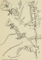 An illustration from Line & form (1902)