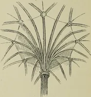 An illustration from Line & form (1902)