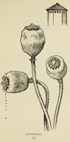 An illustration from Line & form (1902)