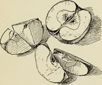 An illustration from Line & form (1902)