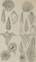 An illustration from Line & form (1921)