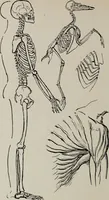 An illustration from Line & form (1921)