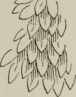 An illustration from Line & form (1921)