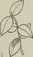 An illustration from Line & form (1921)