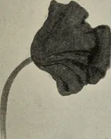 An illustration from Line & form (1921)