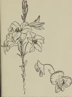 An illustration from Line & form (1921)