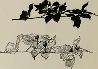 An illustration from Line & form (1921)