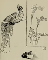 An illustration from Line & form (1921)