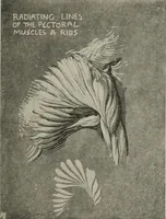 An illustration from Line & form (1921)
