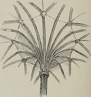 An illustration from Line & form (1921)
