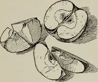 Picture 64 of 197 from Line & form (1921), leaf 96