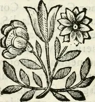 An illustration from L'intreccio di gigli : solennità di S. Antonio di Padova, celebrata l'anno 1658 & il 1659 dalla di lui congregatione eretta nuovamenta in Parma, sotto la protettione de' serenissimi signori prencipi Pietro e Maria Maddalena Farnesi (1659)