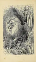 An illustration from The lion and the elephant (1873)