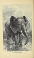 An illustration from The lion and the elephant (1873)