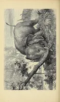 An illustration from The lion and the elephant (1873)