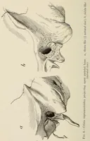 An illustration from List of publications of the Museum of the American Indian : Heye foundation (1924)