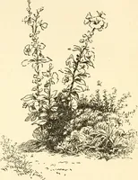 An illustration from Little book of garden songs (1921)