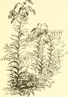 An illustration from Little book of garden songs (1921)