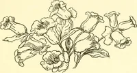 An illustration from Little book of garden songs (1921)