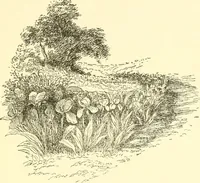An illustration from Little book of garden songs (1921)