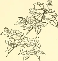 An illustration from Little book of garden songs (1921)